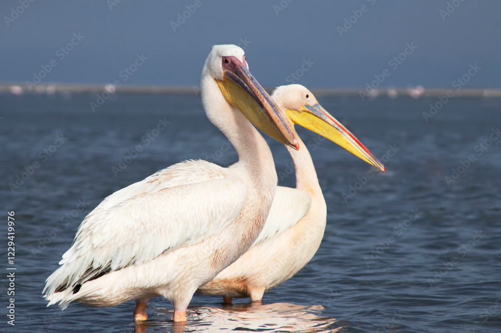 African wild birds. Great pelicans on the blue lagoon on a summer morning African wild birds. Great pelicans on the blue lagoon on a summer morning