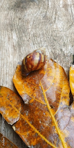 Siput bersembunyi di dalam cangkang di atas daun kering photo