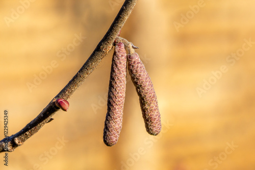 Canvastavla Close up of two catkins of Hallesche Riesennuss Corylus avellana,  Hallesche R