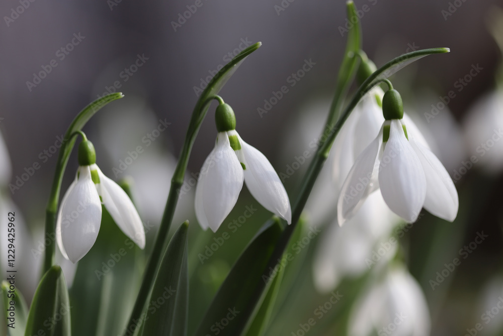 Fototapeta premium Snowdrops in spring close up