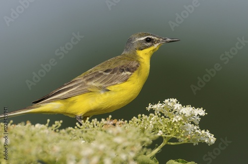 Yellow Wagtail (Motacilla flava) photo