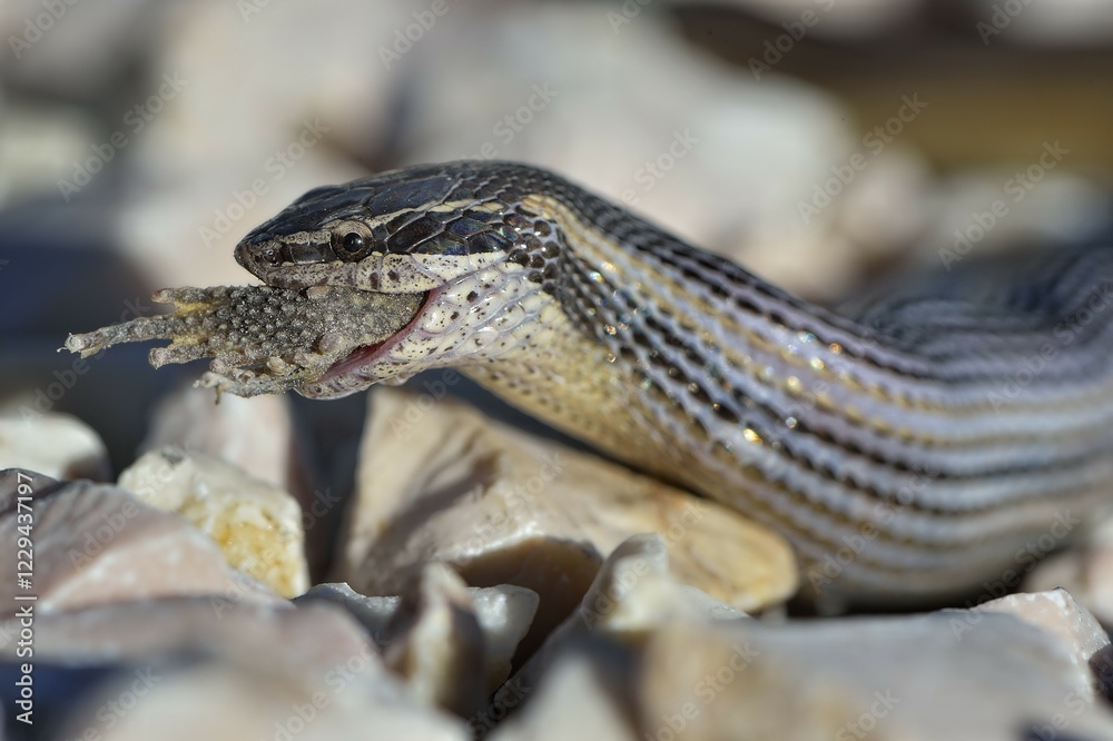 Fototapeta premium Faded Black-striped Snake (Coniophanes schmidti) feeding on prey, Corozal District, Belize, Central America