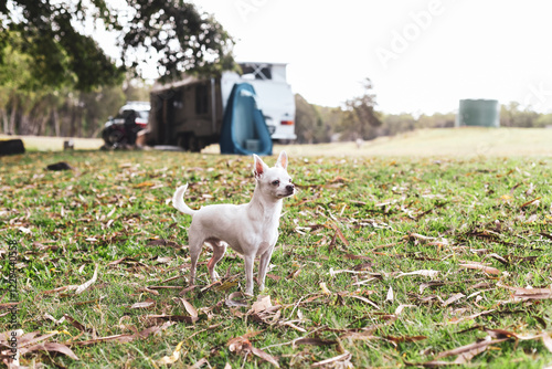 cute small white chihuahua dog stands by caravan on grass farm photo