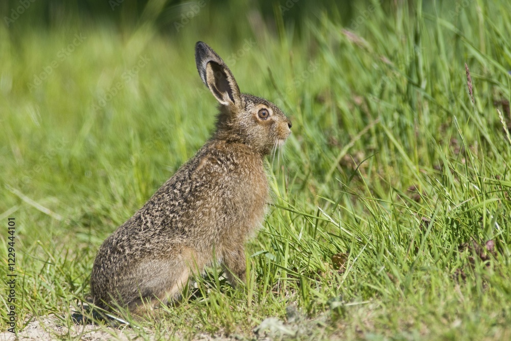 Fototapeta premium Young Hare (Lepus europaeus)