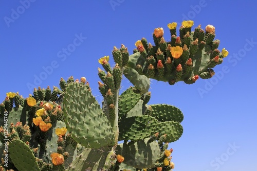 Flowering and fruiting Prickly pear (Opuntia ficus-indica), opuntia, Indian figs photo