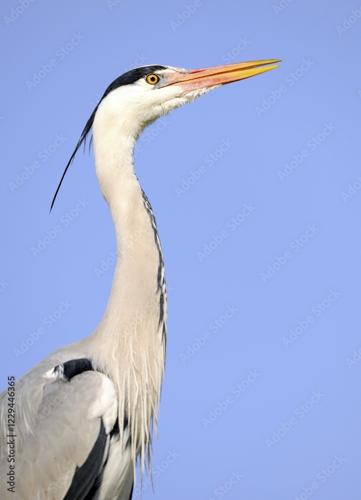 Fototapeta premium Grey Heron (Ardea cinerea), portrait