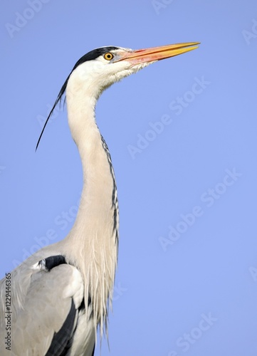 Grey Heron (Ardea cinerea), portrait photo