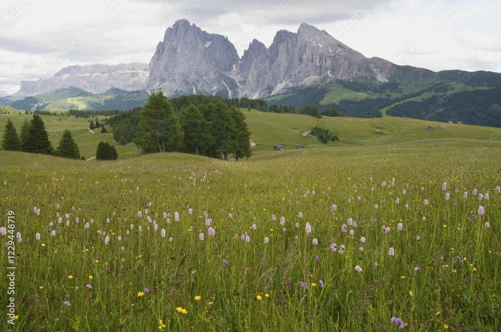 Fototapeta premium Meadow with Bistort (Polygonum bistorta) in front of Plattkofel and Langkofel, Seiser Alm, South Tyrol, Italy, Europe