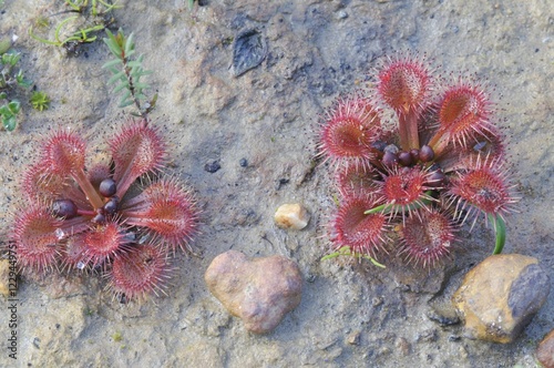 Rosy sundew (Drosera hamiltonii), Kangaroo Island, Australia, Oceania photo