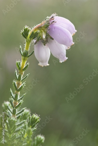 Cross-leaved heath (Erica tetralix)