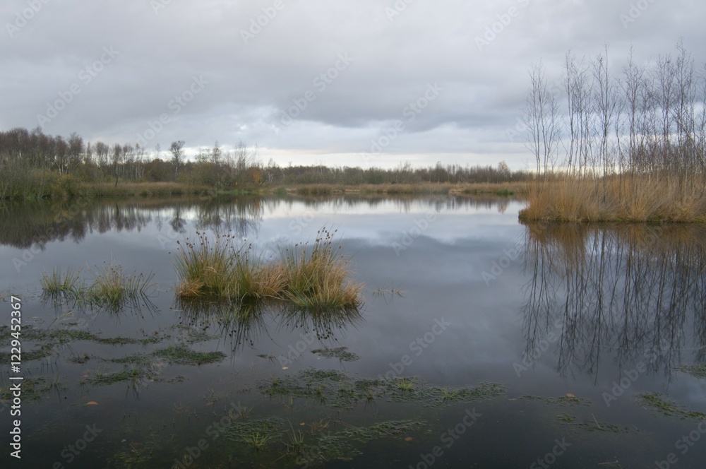 Fototapeta premium Bog pool, Bargerveen International Nature Park, Netherlands, Europe