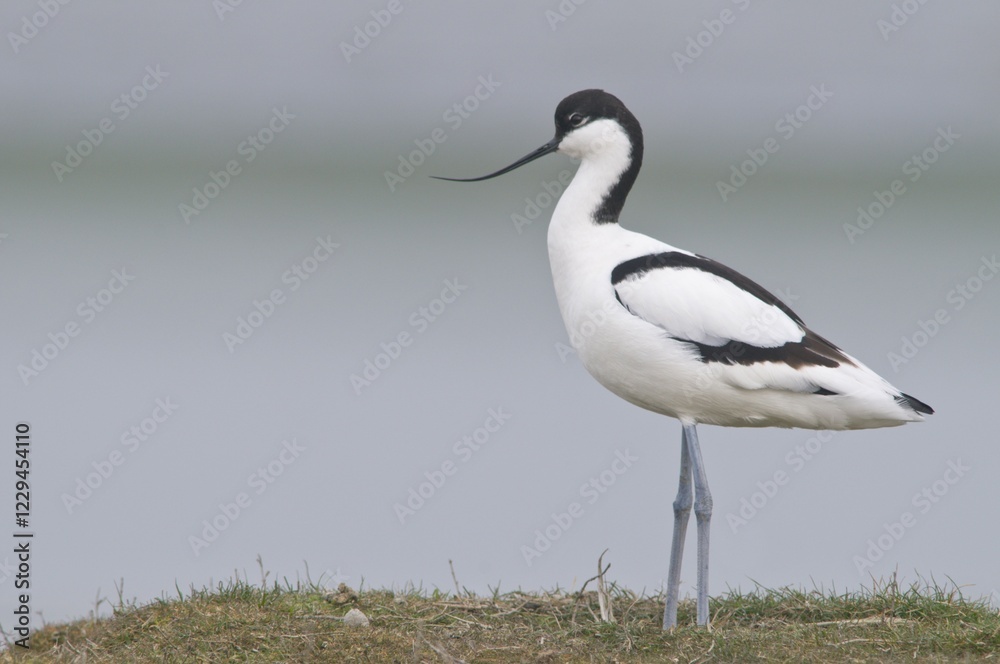 Obraz premium Pied Avocet (Recurvirostra avosetta), Island of Texel, Holland, The Netherlands, Europe
