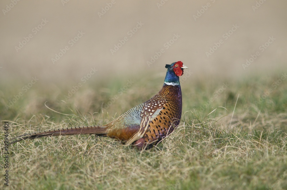 custom made wallpaper toronto digitalCommon Pheasant (Phasianus colchicus), Emsland district, Germany, Europe