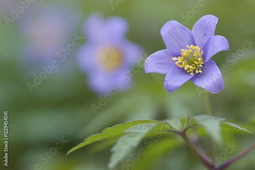 Blue wood anemone (Anemone nemorosa 'Blue Queen') photo