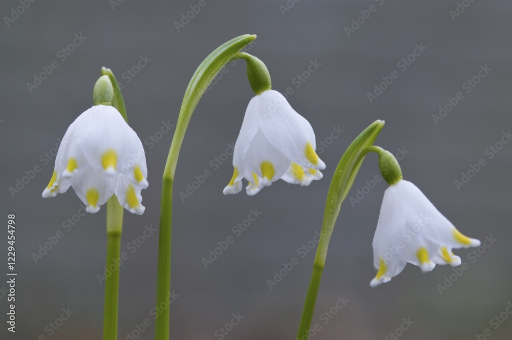 Obraz premium Spring snowflake (Leucojum vernum)
