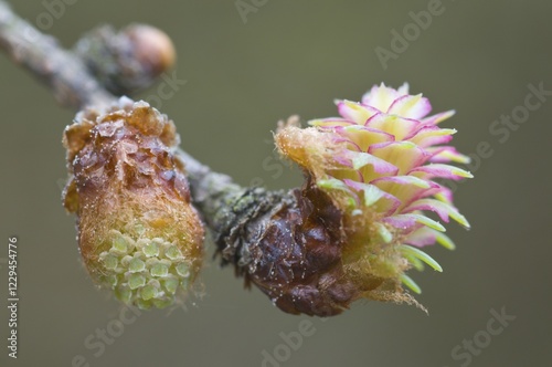 Male and female flowers of the Larch (Larix decidua) photo