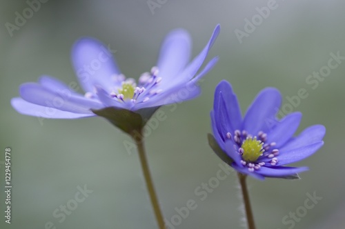 Hepatica or Liverwort (Hepatica transsilvanica)