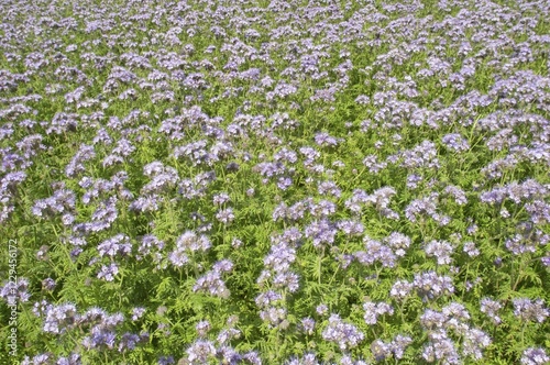 Phacelia Phacelia tanacetifolia used as organic fertilizer or green dung on a acre