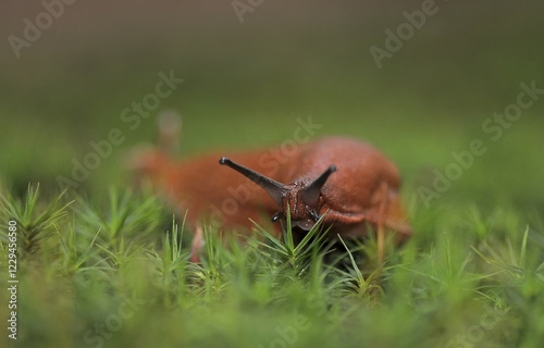 Red Slug (Arion rufus), slug in the forest photo