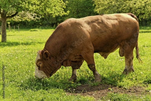 Fleckvieh cattle, bull on a lush meadow photo