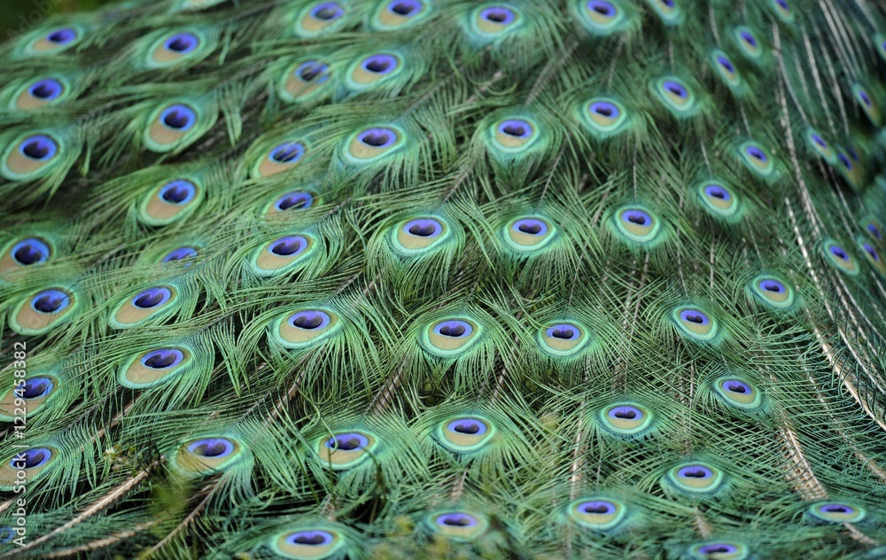 Fototapeta premium Indian Peafowl or Blue Peafowl (Pavo cristatus), male, detail of peacock feathers