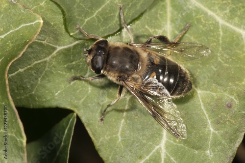 European hoverfly or Drone fly (Eristalis tenax), basking in sun, Untergroeningen, Baden-Wuerttemberg, Germany, Europe photo