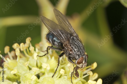 Blowfly (Calliphora sp.), on an ivy flower, Untergroeningen, Baden-Wuerttemberg, Germany, Europe photo