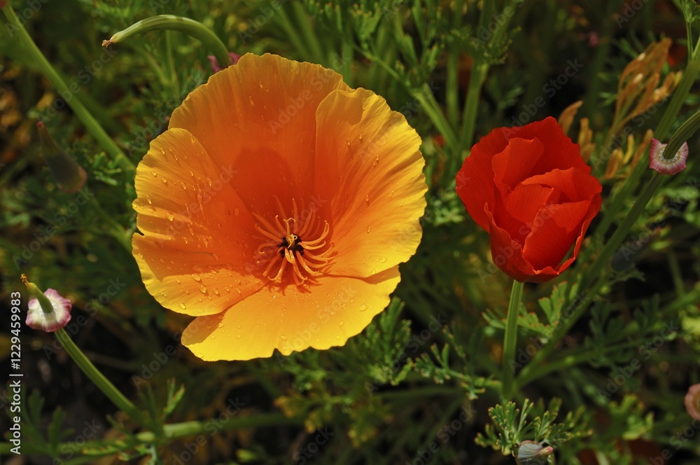 Fototapeta premium Flowering Iceland poppies (Papaver nudicaule) with rain drops