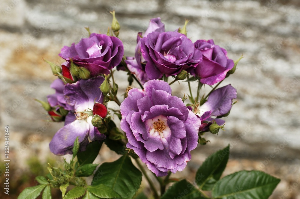 Purple flowers, Roses (Rosa) Purple flowers, Roses (Rosa)