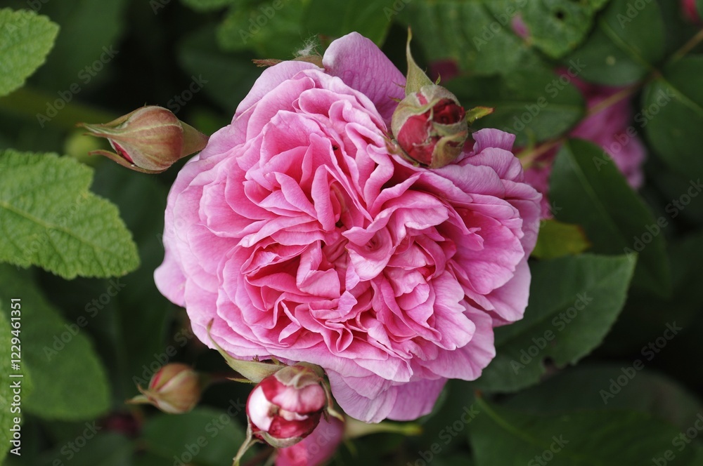 Obraz premium Pink flower and buds, Rose (Rosa)