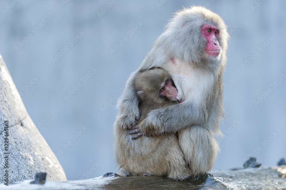 Obraz premium Red-faced Macaque (Macaca fuscata) with young, captive