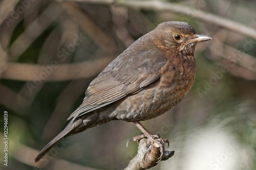 Foto Blackbird (Turdus merula), female, Untergroeningen, Baden-Wuerttemberg, Germany,