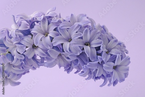 Hyacinth (Hyacinthus) photo