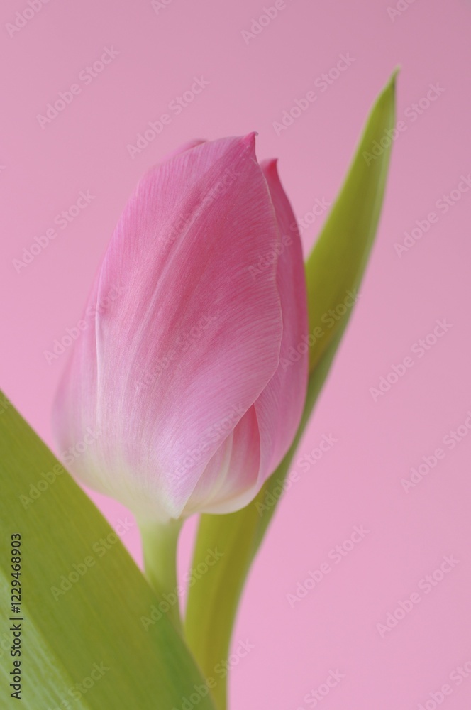 Fototapeta premium Pink Tulip (Tulipa)