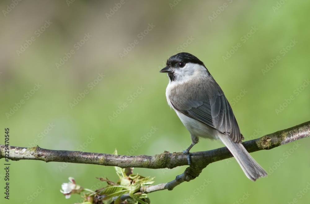 Naklejka premium Marsh Tit (Parus palustris), Untergroeningen, Baden-Wuerttemberg, Germany, Europe