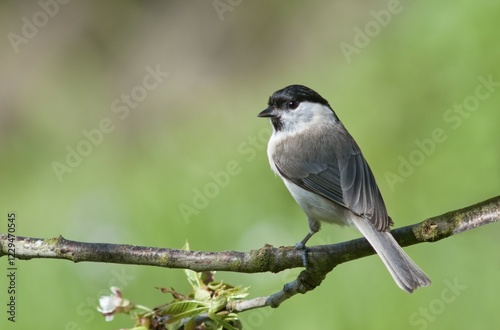 Marsh Tit (Parus palustris), Untergroeningen, Baden-Wuerttemberg, Germany, Europe photo