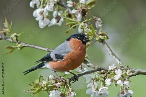 Cuadro en lienzo Bullfinch (Pyrrhula pyrrhula), male on a blossoming cherry tree, Untergroeningen