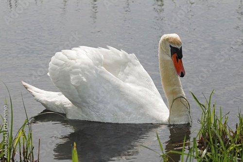 Fototapeta Naklejka Na Ścianę i Meble -  Mute Swan (Cygnus olor) on water, Schleswig-Holstein, Germany, Europe