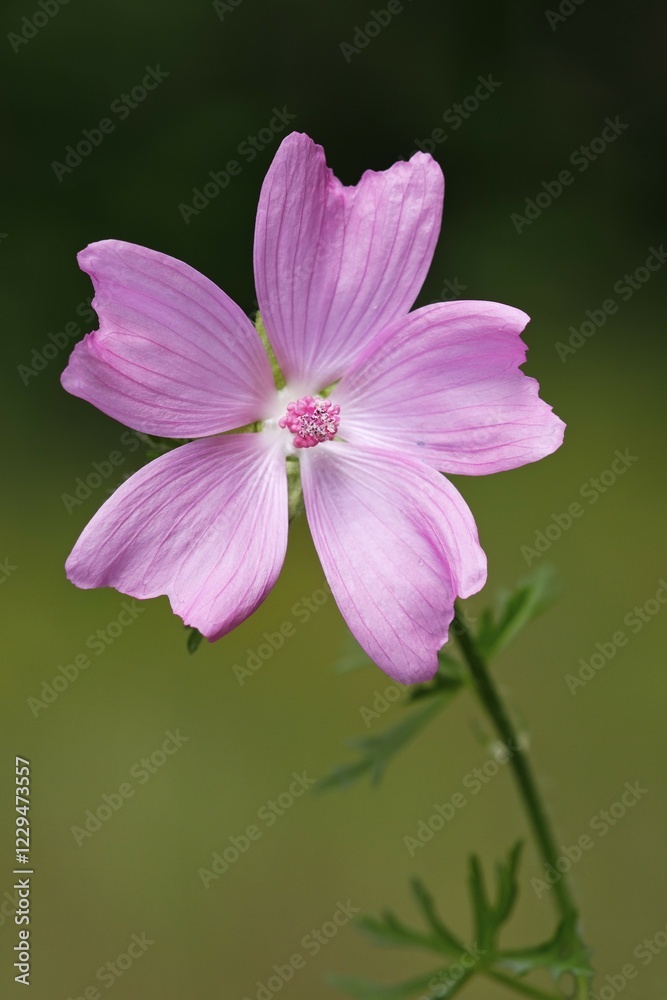 Flowering Musk-Mallow (Malva moschata), medicinal plant Flowering Musk-Mallow (Malva moschata), medicinal plant