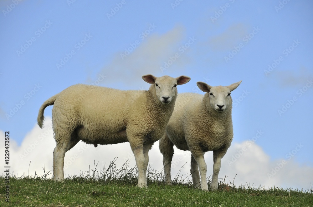 Two sheep on a dyke, Soehnke Nissen Koog, North Frisia, Schleswig-Holstein, Germany, Europe Two sheep on a dyke, Soehnke Nissen Koog, North Frisia, Schleswig-Holstein, Germany, Europe