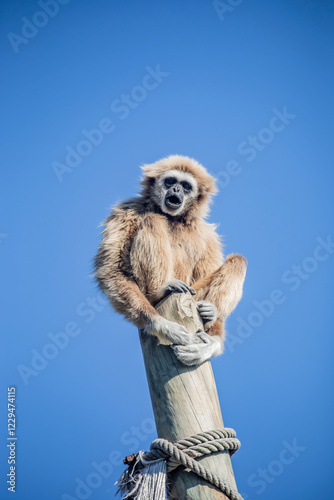 The white-handed gibbon (Hylobates lar) produces loud, melodic calls, which are often heard in the early morning. These calls serve to mark territory, strengthen social bonds, and attract mates. photo