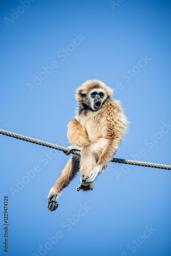 The white-handed gibbon (Hylobates lar) produces loud, melodic calls, which are often heard in the early morning. These calls serve to mark territory, strengthen social bonds, and attract mates. photo