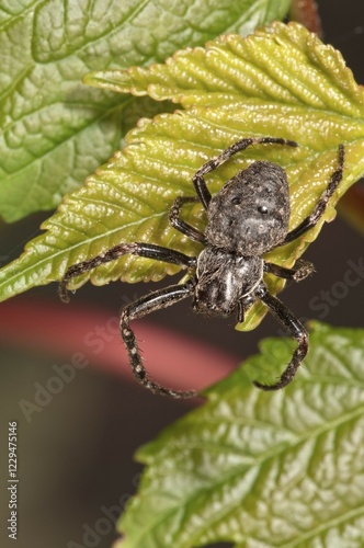 Crab spider (Pistius truncatus), lying in wait, Untergroeningen, Baden-Wuerttemberg, Germany, Europe photo