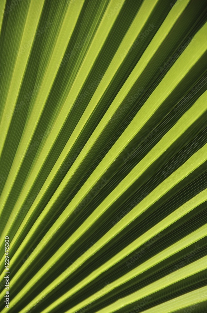 Obraz premium Chinese Fan or Fountain Palm (Livistona chinensis), palm frond, detail view