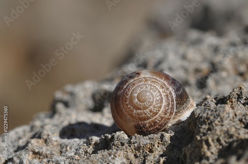 Shell of a snail (Helicidae) photo