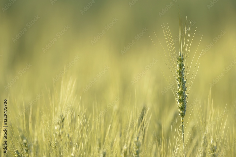 Fototapeta premium Field of Barley (Hordeum vulgare), Waiblingen, Germany, Europe