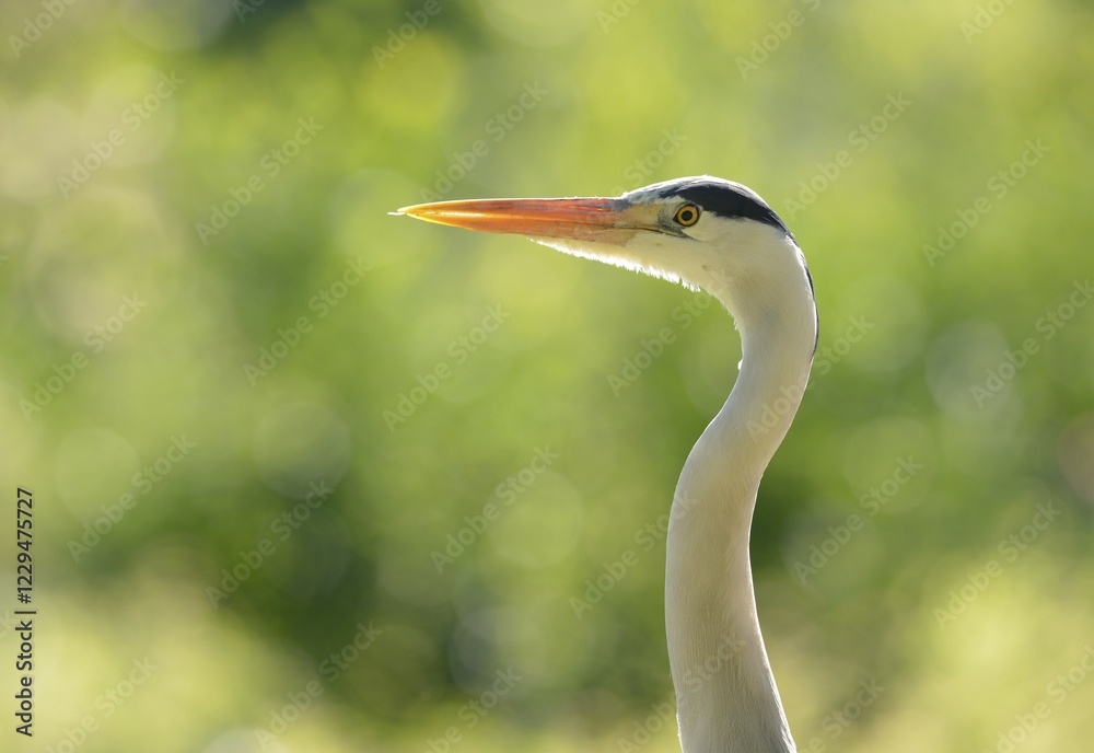 Grey Heron (Ardea cinerea), Stuttgart, Baden-Wuerttemberg, Germany, Europe Grey Heron (Ardea cinerea), Stuttgart, Baden-Wuerttemberg, Germany, Europe