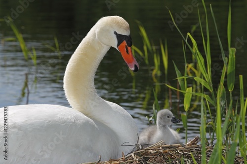 Fototapeta Naklejka Na Ścianę i Meble -  Mute Swan with cygnet (Cygnus olor) on nest, Germany, Europe