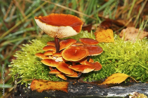 Orange coloured mushrooms on a moss-covered tree stump in marshland photo