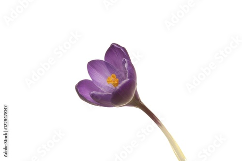 Crocus (Crocus), purple photo